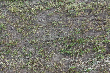 Agricultural field with a cut grass, background texture
