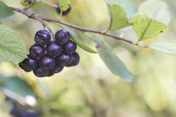 Aronia berry bush - superfruit that boosts your body’s immune system to combat stress-related diseases, close up	