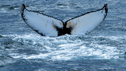 Humpback Whale