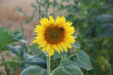 Sunflower with a bee on the background of a wheat field