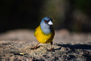 Fototapeta premium Explore Patagonia through my lens: Birds and guanacos in their natural habitat, captured in remote and tranquil landscapes.
