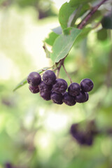 Aronia berry bush - superfruit that boosts your body’s immune system to combat stress-related diseases, close up	