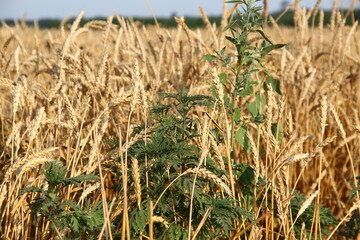 Ambrosia bush on the background of a wheat field