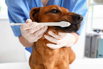 Female veterinarian brushing teeth of dachshund dog in clinic, closeup