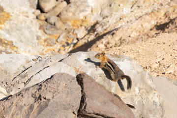 Ground squirrel perched on a rock