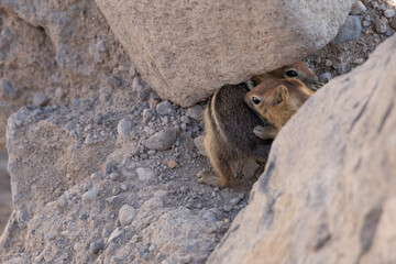 Ground squirrels between rocks