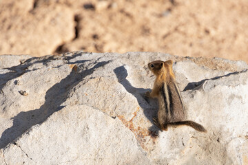 Ground squirrel perched on a rock