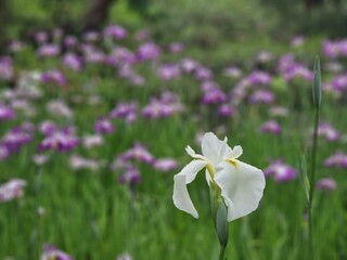 Flower Plant Petal Terrestrial plant Natural landscape Groundcover