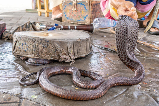 Close-up of the cobra of a snake charmer in morocco in summer