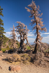 Tall, dead trees at Lassen Volcanic National Park, California

