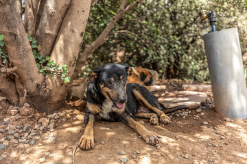 Portrait of a stray dog in morocco in summer outdoors