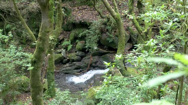 Waterfall at Levada trail Um Caminho Para Todos
