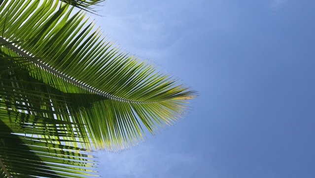 View of the green palm leaves. Coconut palm trees, beautiful tropical blue sky sandy good summer. Low angle view coconut tree leaf blue sky summer background. video for quotes writing.