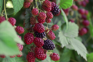 Blackberry bush with ripe and green berries	
