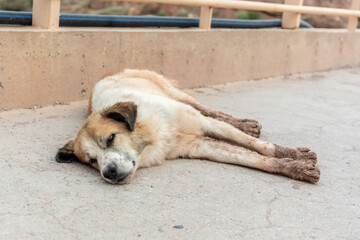 Portrait of a stray dog in morocco in summer outdoors
