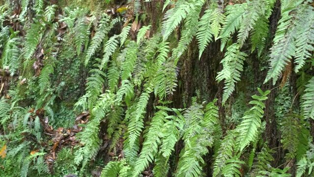 Bracken at Levada trail Um Caminho Para Todos