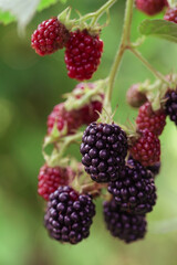 Blackberry bush with ripe and green berries	
