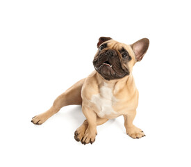 Obraz premium Cute French bulldog on white background