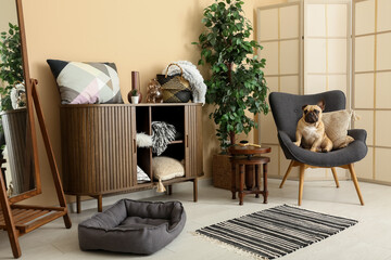 Cute French bulldog in armchair at home