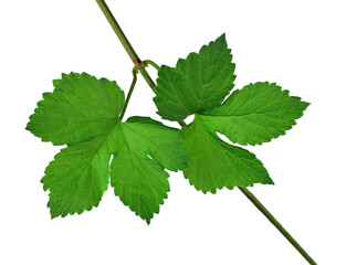 Green leaf hops. Close-up. Isolated On transparent without shadow. PNG. Brewing. Ingredients.