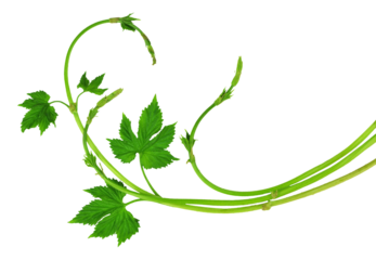 Fresh hop tendrils with young leaves. Isolated. Spring. Medicinal plants. Brewing. on transparent without shadow. PNG
