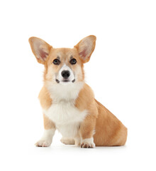 Cute Corgi dog isolated on white background