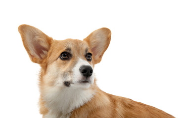 Cute Corgi dog isolated on white background
