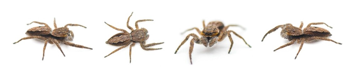 Tan or familiar jumping spider - platycryptus undatus - brown arachnid that hides under tree bark or crevices camouflaged with chevron pattern on abdomen isolated on white background four views