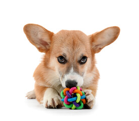 Cute Corgi dog playing with toy isolated on white background
