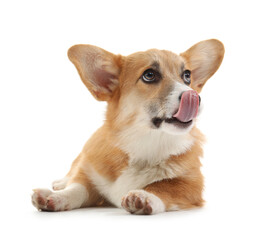 Cute Corgi dog licking nose isolated on white background