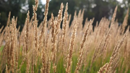 Wind blowing feather grass 4k slow motion