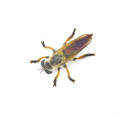 Megaphorus minutus - robberfly - isolated on white background.  One of the smallest species of robber fly in North America - Rare Florida Sandhill insect. top dorsal view
