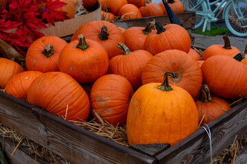 big wooden box with orange pumpkins, halloween preparation