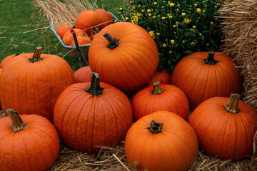 big autumn harvest of orange pumpkins, preparation for halloween