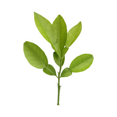 Fresh green lemon leaves isolated on transparent background	