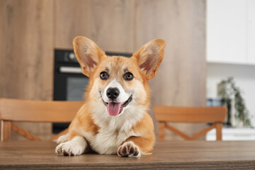 Cute Corgi dog lying on wooden table in kitchen