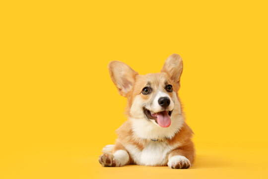 Cute Corgi dog lying on orange background