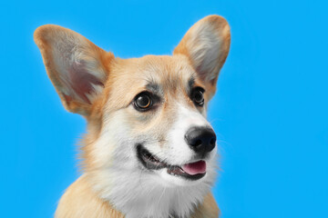 Cute Corgi dog on blue background