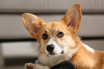 Cute Corgi dog in living room, closeup