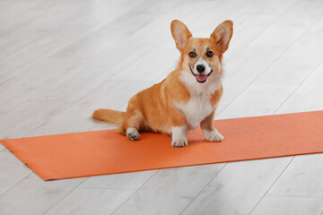 Cute Corgi dog sitting on yoga mat