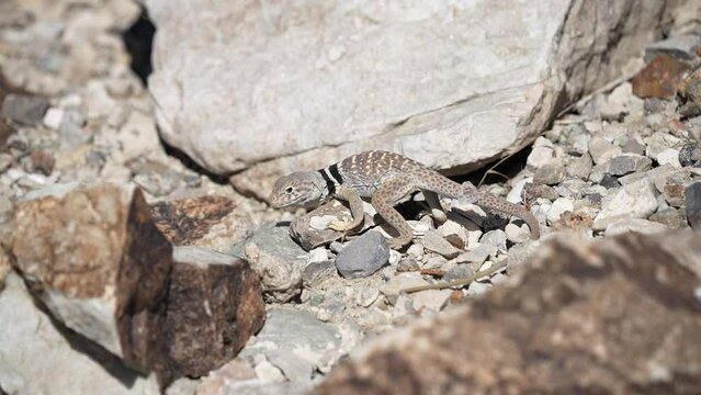 Great Basin Collared Lizard searching for food in the rocks in the Utah desert.