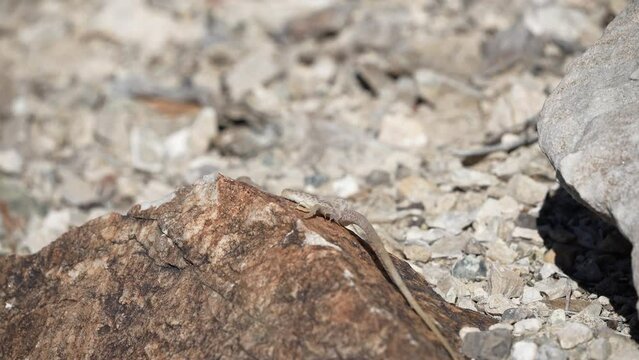 Great Basin Collared Lizard moving through the rocks in the desert searching for food.