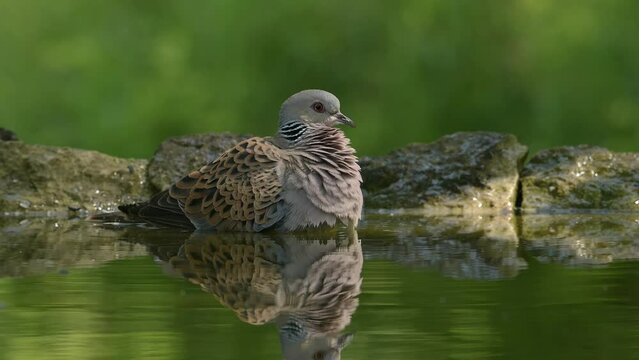 Bird European turtle dove bathing in a pond with a beautiful reflection.