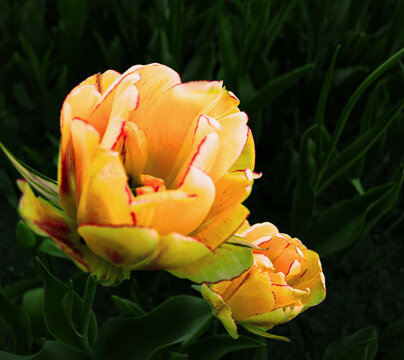 yellow golden polypetalous tulips