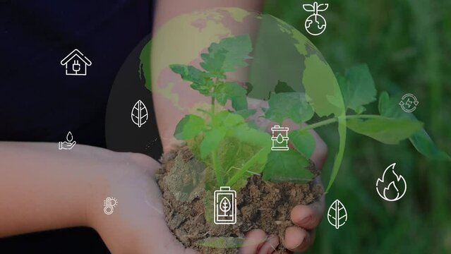 close up hands holding sapling of young oak tree. palms embrace the soil stem a small tree. blurred green background, black shirt. concept nature conservation, Earth protection, reforestation. High