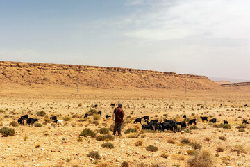 Goats at the semidesert of morocco