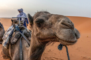A dromedar in front of a the Erg Chebbi sand dunes of the sahara in Morocco - obrazy, fototapety, plakaty