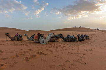 A dromedar in front of a the Erg Chebbi sand dunes of the sahara in Morocco