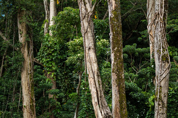 Green Leaves and Sandalwood Trees in the Hawaii Rainforest.