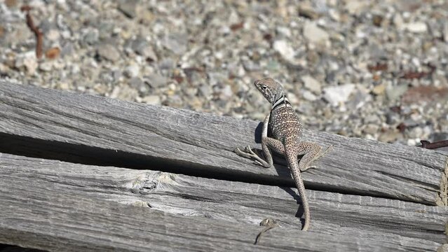Great Basin Collared Lizard sitting on wood from old mine in the Utah desert as it looks behind.